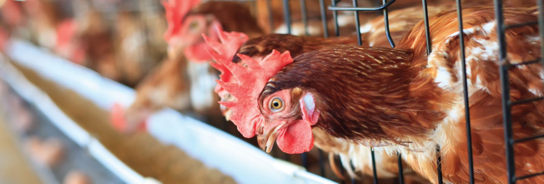 Feed Quality Solutions for Poultry Animal Feed Quality Solutions
